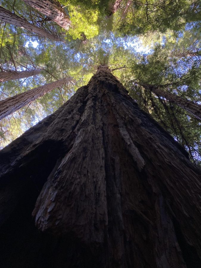 Earth’s Old Growth Forests Need our Protection–And We Need Them